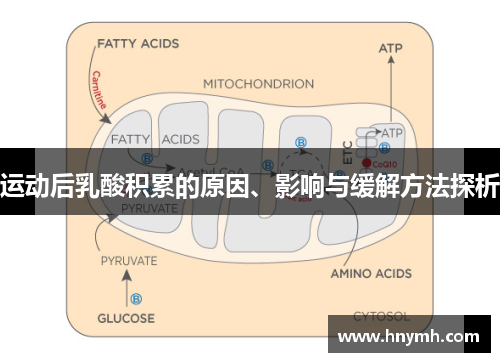 运动后乳酸积累的原因、影响与缓解方法探析